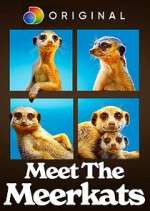 Watch Meet the Meerkats Niter