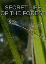 Watch Secret Life of the Forest Niter